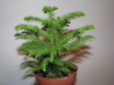 araucaria heterophylla