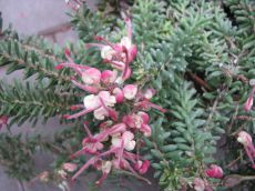 grevillea robusta