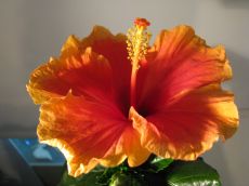 hibiscus