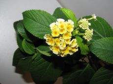 lantana