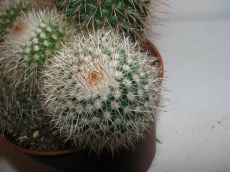 mammilaria grahami