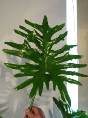 philodendron selloum