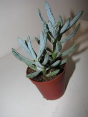 senecio serpens