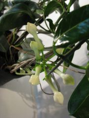 stephanotis floribunda