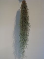 tillandsia usnoides