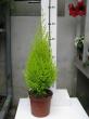 cupressus