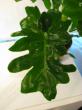 philodendron selloum (list na mladé rostlině)