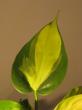 philodendron scandens