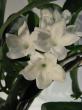 stephanotis floribunda