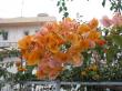 bougainvillea