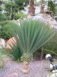 yucca