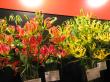 gloriosa mix