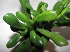 crassula "finger jade"