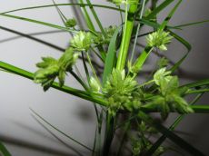 cyperus