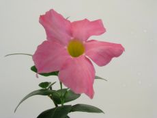 dipladenia "mandevilla"