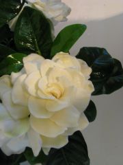 gardenia jasminoides