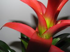 guzmania