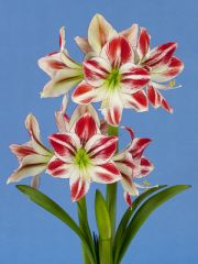 hippeastrum "ambiance"