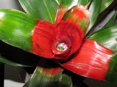 neoregelia