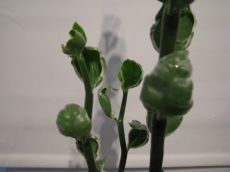 pedilanthus smallii variegatus (lžičkovitá forma)