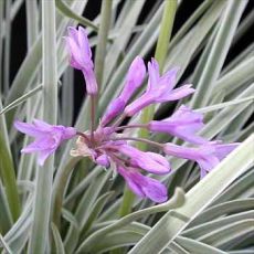 tulbaghia violacea "silver lace " - česneková tráva