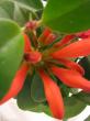 aeschynanthus speciosus