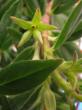 aeschynanthus humilis