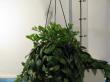 aeschynanthus lobbianus