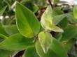 aeschynanthus lobbianus