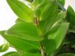 aeschynanthus lobbianus