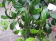 aeschynanthus marmoratus