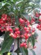 ardisia