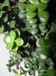 crassula "baby jade"