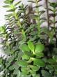 crassula "baby jade"