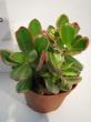 crassula