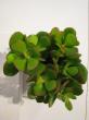 crassula