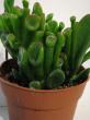 crassula