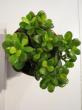 crassula