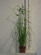 cyperus