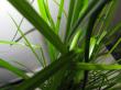 cyperus