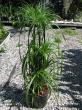 cyperus papyrus