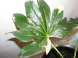 fatsia japonica variegata