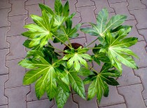fatsia japonica variegata