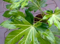 fatsia japonica variegata