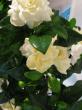 gardenia jasminoides