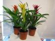 guzmania