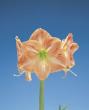 hippeastrum "piquant"