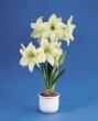 hippeastrum "lemon lime"