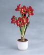 hippeastrum "naughty lady"