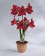 hippeastrum "calimero"